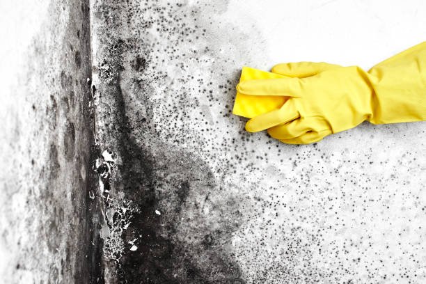 Mold Testing and Removal in Greenhills, OH