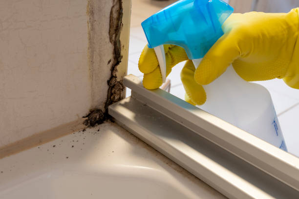 Best Mold Remediation Experts  in Greenhills, OH