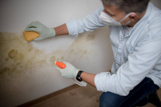 Best Black Mold Removal  in Greenhills, OH