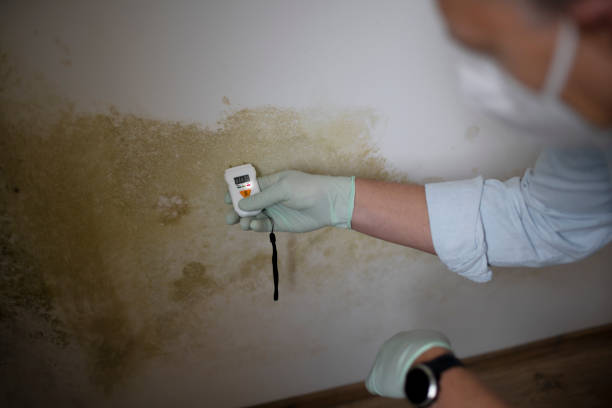 Best Professional Mold Removal  in Greenhills, OH