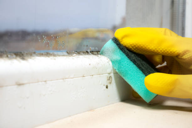 Attic Mold Removal in Greenhills, OH