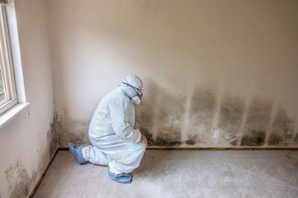 Best Mold Damage Repair  in Greenhills, OH