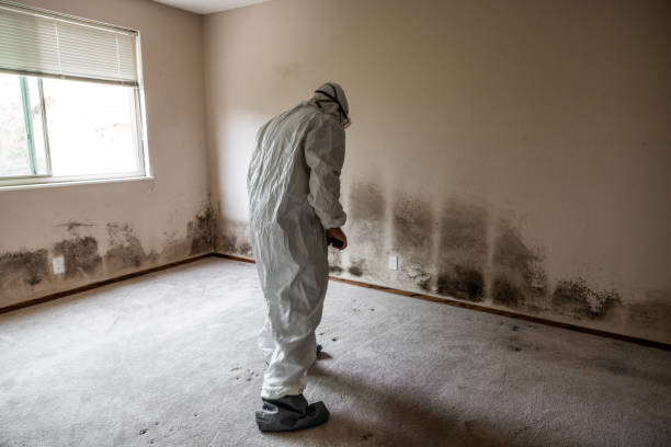 Best Office Mold Removal Services  in Greenhills, OH