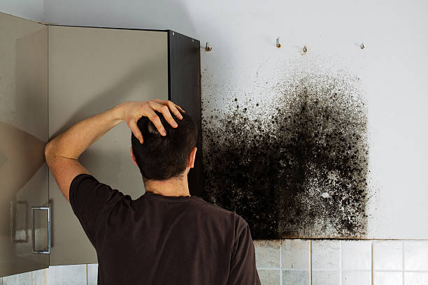 Best Residential Mold Removal  in Greenhills, OH