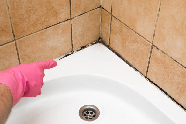 Best Local Mold Removal Service  in Greenhills, OH